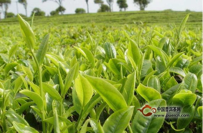 春季适当饮用普洱茶,调节身体机能,抵御疾病侵袭