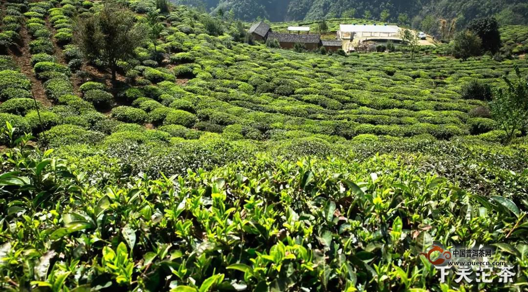 春回大地,万象更新。天气回暖,春雨过后,茶山便焕发出勃勃生机