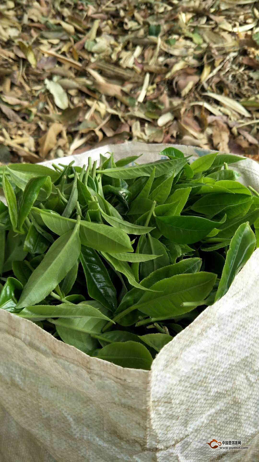 一天喝几十种茶,整夜不能入睡,长期处于半梦半醒之间,也是一种